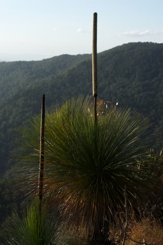 Queensland Grasstree