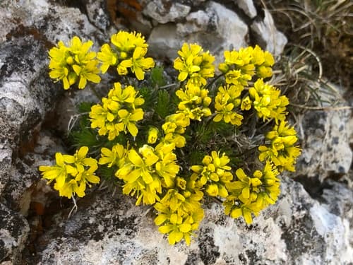 Yellow Whitlow-grass