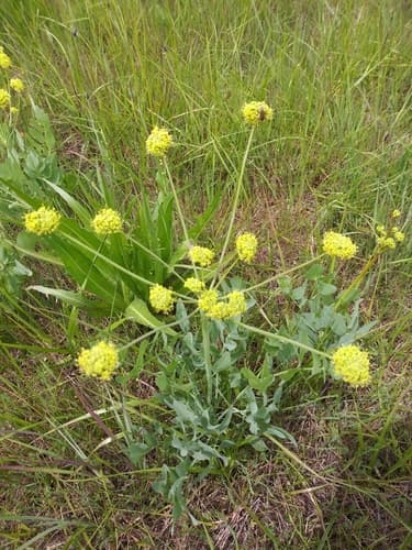 Barestem Biscuitroot