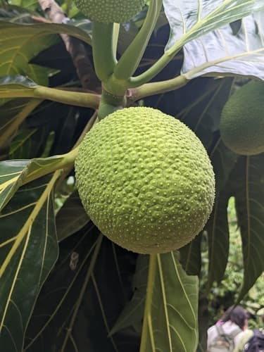 Breadfruit
