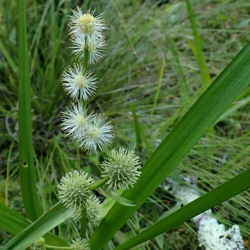 American bur-reed