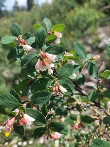 Roundleaf Snowberry Bonsai
