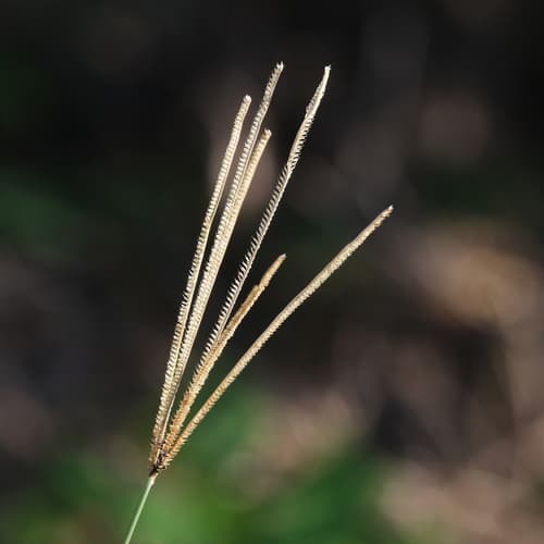 Pinewoods Fingergrass