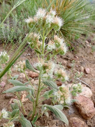 Virgate Scorpionweed Bonsai