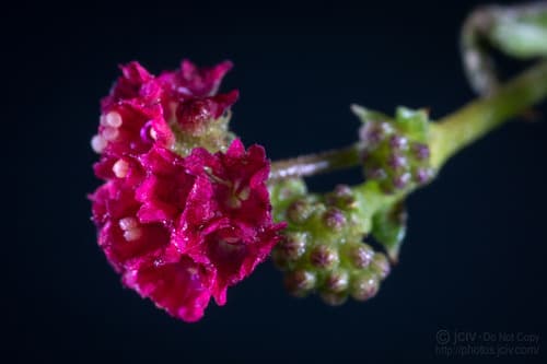 Scarlet Spiderling Flower
