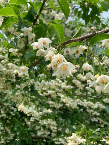 Japanese snowbell