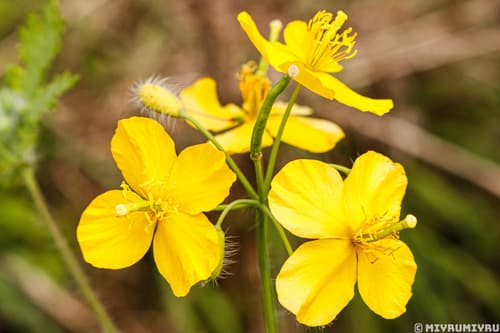 Asian Celandine Bonsai