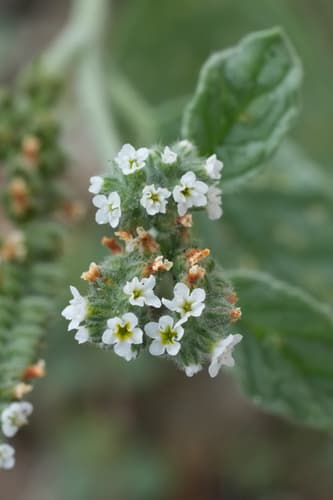 European heliotrope