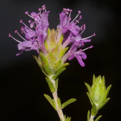 Spanish Oregano Bonsai