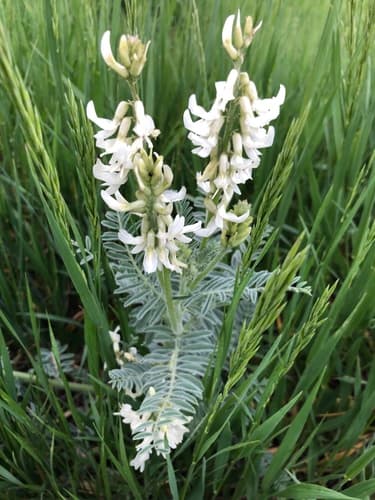Drummond's Milkvetch