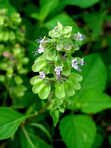 wild sweet basil