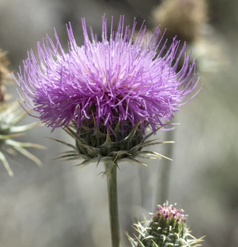New Mexico Thistle