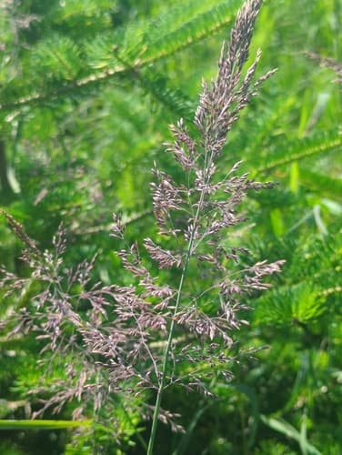 Canadian Bluejoint Grass