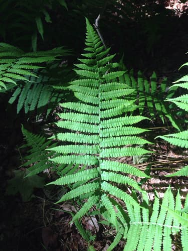 Silvery Glade Fern