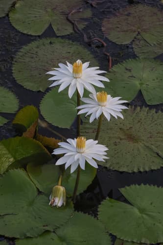 Egyptian White Water-lily