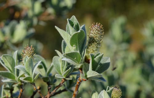 Woolly Willow Bonsai