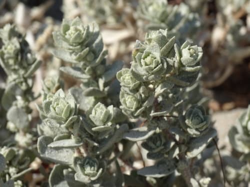 Beach Saltbush