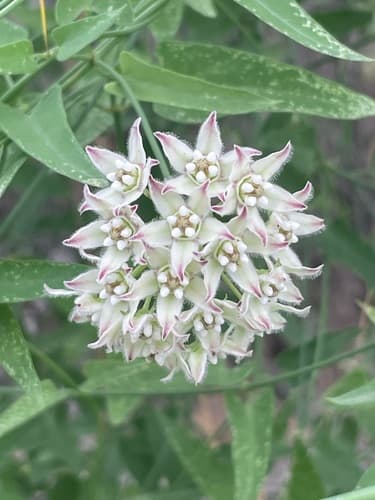 Climbing Milkweed