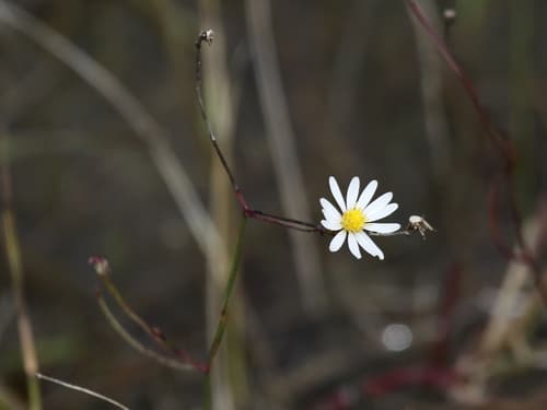 Perennial Saltmarsh Aster