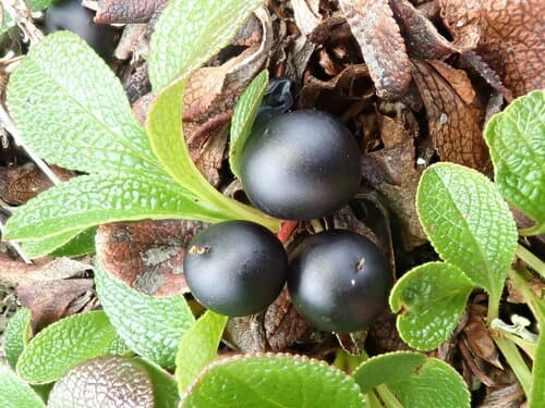 Alpine Bearberry