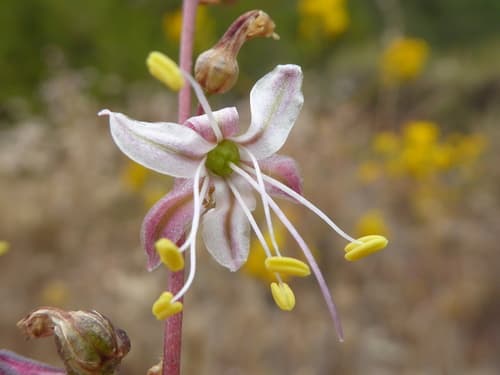 Small-flowered Soaproot (Image is not a Bonsai)