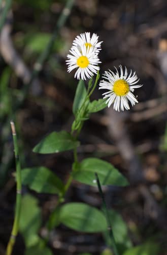 Coulter's fleabane