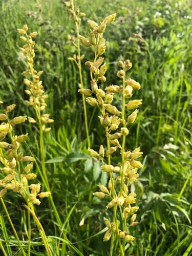 Prairie Alumroot