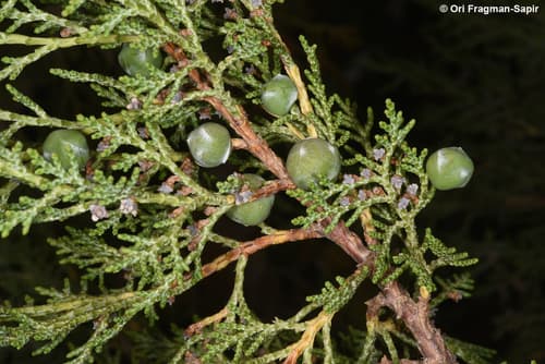 Greek Juniper