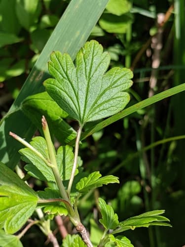 Smooth Gooseberry