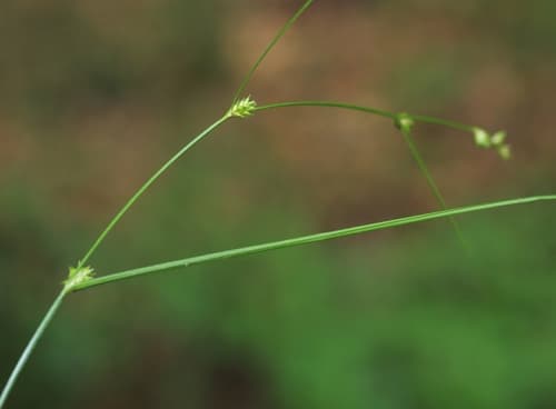 Remote Sedge