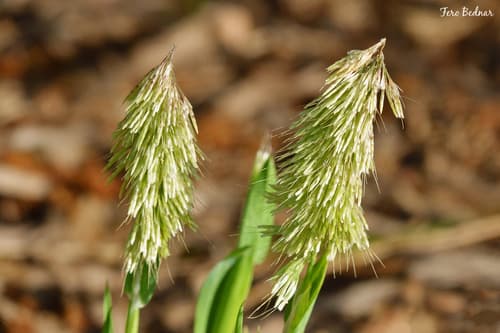 Goldentop Grass Specimen