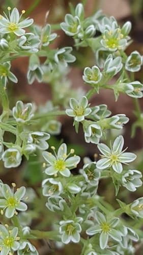 Perennial Knawel Bonsai