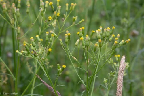 Heath Groundsel