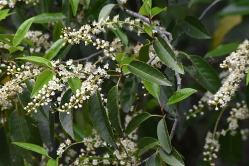 Portuguese Laurel