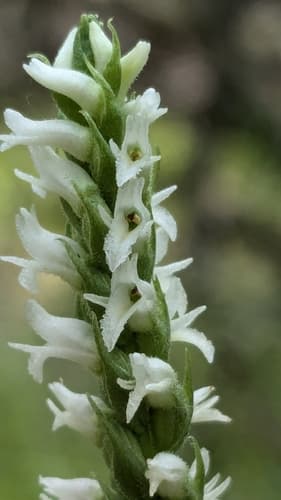 Oval Ladies' Tresses