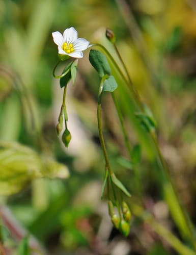 Fairy Flax