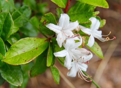 Swamp Azalea