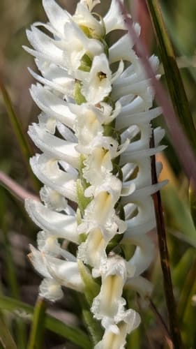 Great Plains Ladies' Tresses