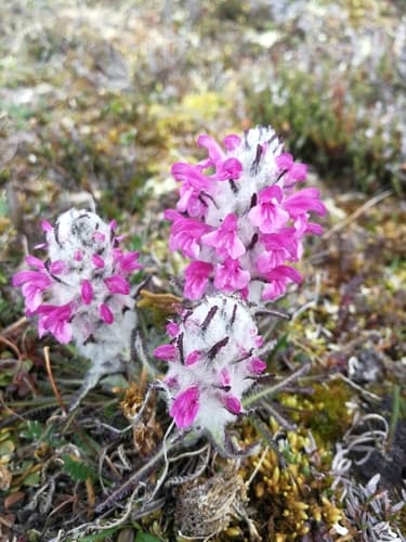 Woolly Lousewort