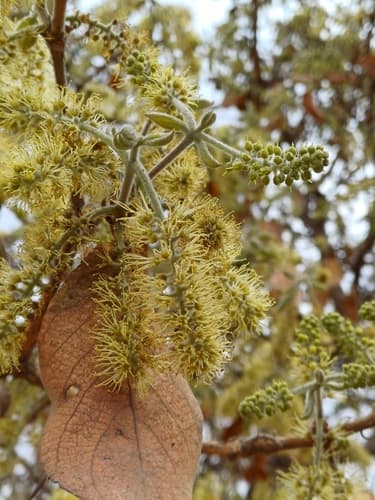 Velvet Bushwillow Bonsai