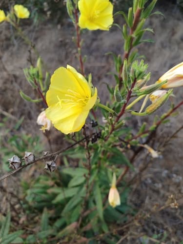 Tall Evening Primrose