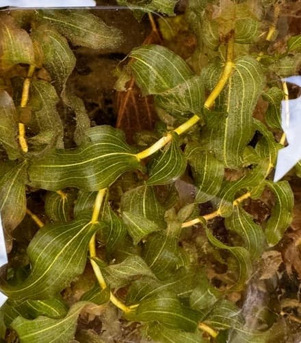 Richardson's Pondweed Bonsai