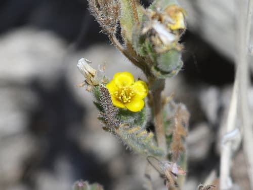 Whitestem Blazingstar