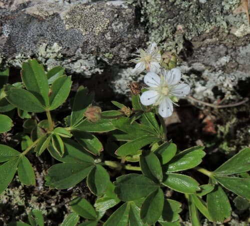 three-toothed cinquefoil