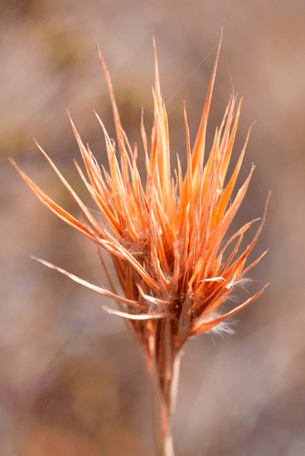 Bushy Bluestem