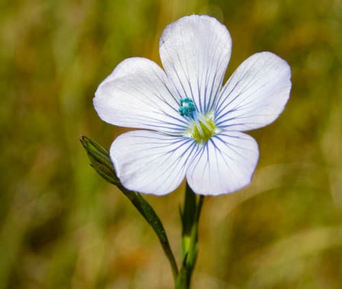 Pale Flax Bonsai