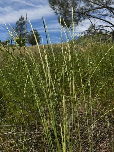 Slender Wheat Grass