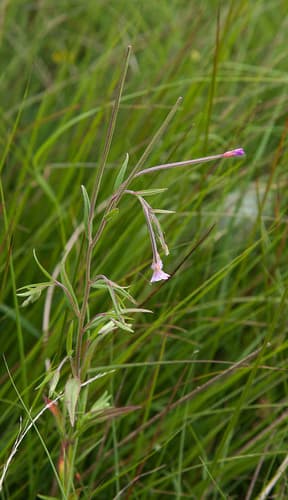 Marsh Willowherb