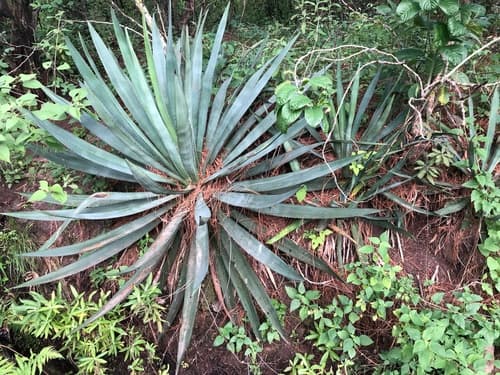 Agave vivipara