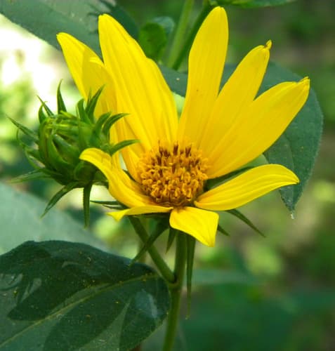 Stiff-hair Sunflower
